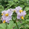 玉ねぎ栽培記録　②（＋じゃがいも花の写真）