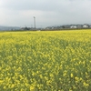 *～道の駅の菜の花が咲きました～*