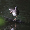 北海道に上陸してひっそりと鳥見（２０２１　０７０３）その４。