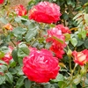 よしうみバラ公園のバラたち （65） ～ 花は心をあたためてくれる ～