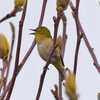 菜の花は４月上旬