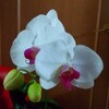 花咲婆の胡蝶蘭