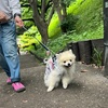 2025年5月30日🐾 今日のマヤ暦