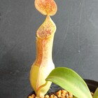 食虫植物の花言葉を調べたらほとんどがアレだった話 ゆっくり食虫植物 タクチャガーデン Takucha S Garden