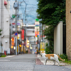 地元繁華街のねこさん