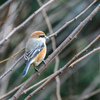 横浜市内の自然公園＂クビワキンクロ＂＂コジュケイ＂＂ホオジロ＂＂アオジ＂など　 　　野鳥撮影《第473回》