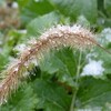 佐渡　師走初めの雪