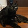 【猫と音楽】黒猫ギャラリー