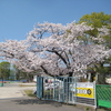 佐賀県総合運動場の桜