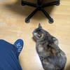 買ってしまった