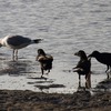 香椎浜の野鳥