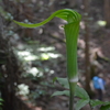 立夏の加持の森遊山　滝仰ぐ