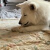 我が家は春