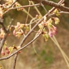 河津桜