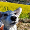 ❝ みなみの桜と菜の花まつり　～菜の花～  ❞ 愛犬とおでかけ-静岡県観光🎵　2022年2月18日②