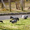 ヨシガモ、ルリビタキ、アトリ、ジョウビタキ