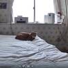 「Tapo」「SriHome」WiFi変更