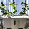 グリーンピースがグングン成長して根張りも凄い！水耕栽培容器パワーズポットに定植して１８日経過！