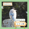 立沢公園（守谷市）｜オナガ など【4月】