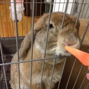 虫さかさまの観察記