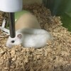 つぶあん41日目