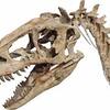 「恐竜博2019」　化石にちょっと詳しくなって、子供と一緒に楽しもう！