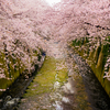 満開の桜と江戸川橋さんぽ