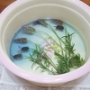 庭のラベンダーでささやかな至福の時