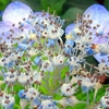 ヤマアジサイの真花咲く頃、ミヤマハナシノブは蒴果育む