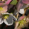 クリスマスローズ　Helleborus