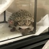 お迎え3日目の飼い主