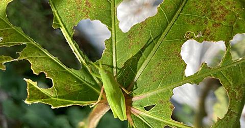 エカキムシとは 動植物のブログ記事を集めました はてな