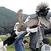 キジの幼鳥“旅立ち”　近江八幡・島小児童が３０羽放つ（滋賀県）