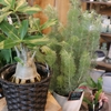 観葉植物がまたまた入荷♪