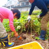 あいちゃんも一緒に芋ほり