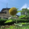 伊豆の植物たち2