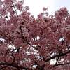 日中線のしだれ桜 ２０２４年 見頃に？