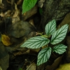 Begonia sp"碧(へき)"from Lubuklinggau【AZ1123-9】