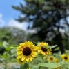 地方暮らしの豊かさ実感