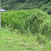 道端のコオニユリとヒメヒオウギスイセンと・・・