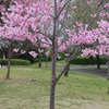 熊本市動植物園に行ってきました。