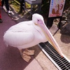 伊東温泉（続編）：シャボテン公園の動物と鳥とシャボテン