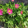 我が家の花たち