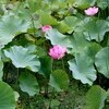 「八朔（はっさく）」、「中秋の名月」が楽しみ…。