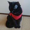 今日の黒猫モモさんの動画－３５７