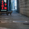 近隣繁華街のねこさん