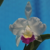Cattleya trianae f.coerulea 'Indigo Blue'　