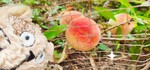 アナタの食べ頃…教えていただけますか…🍑(・Θ・)