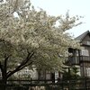 旧門司三井倶楽部の大島桜と春の鉄道マンスライブ