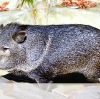 ペッカリーのいる動物園 日本動物園水族館協会 日動水 Jaza の飼育動物検索から アリエスコム Ariescom